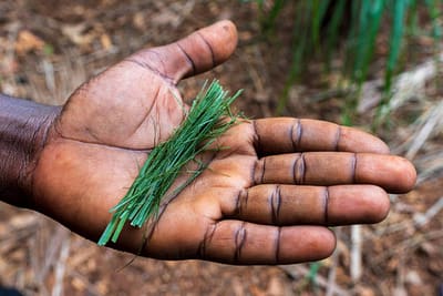 Personal perspective of a farmer holding in hand lemongrass fiber