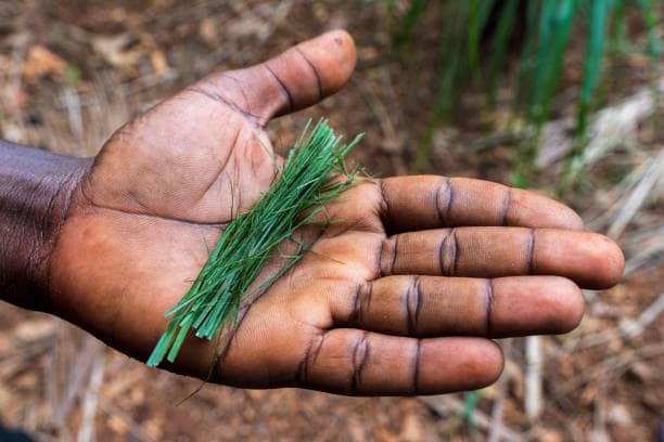 Personal perspective of a farmer holding in hand lemongrass fiber